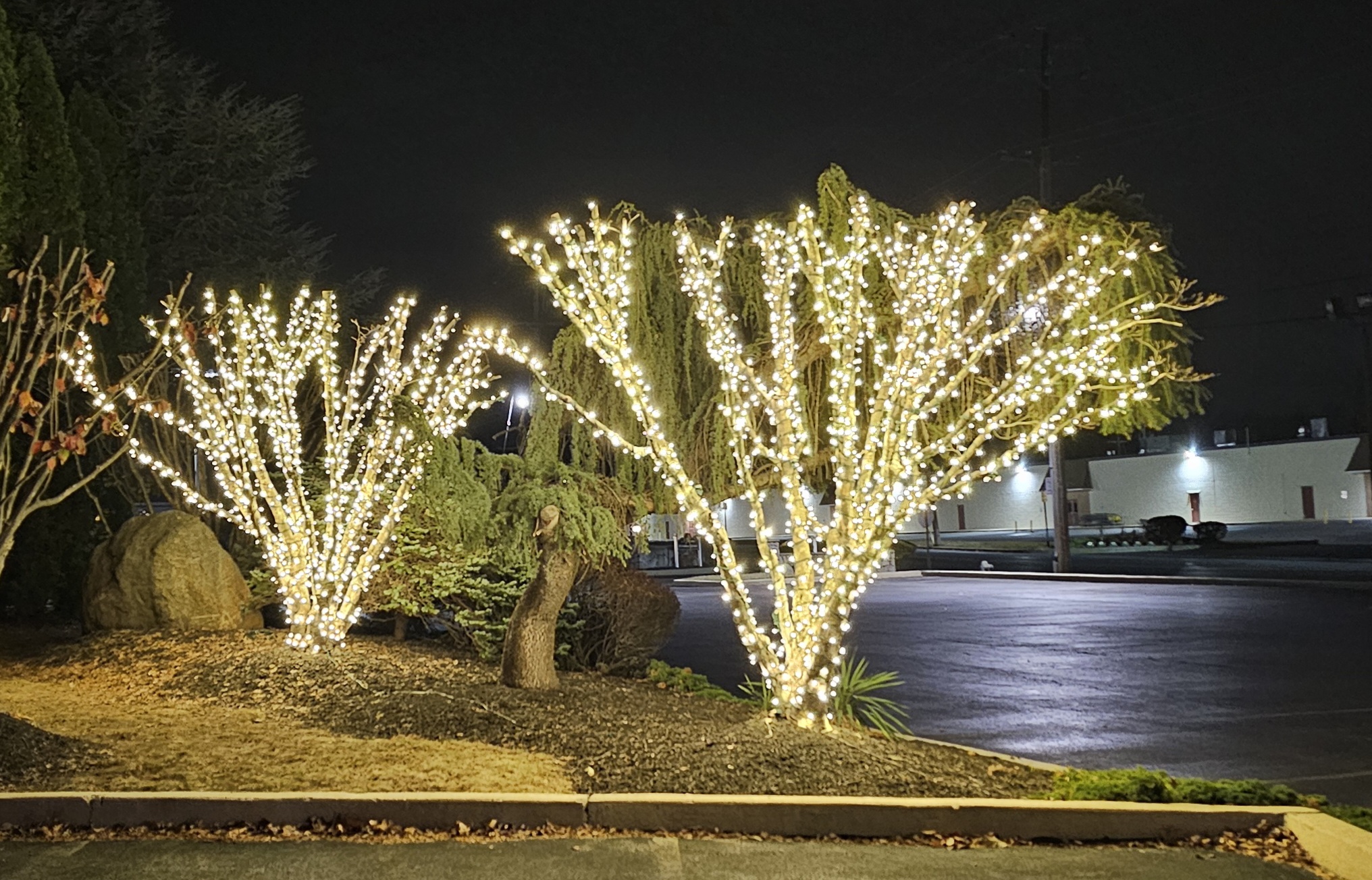 Two multi-trunk trees, every limb followed individually. Tree wrapping is slow work and there's no way to fake it.