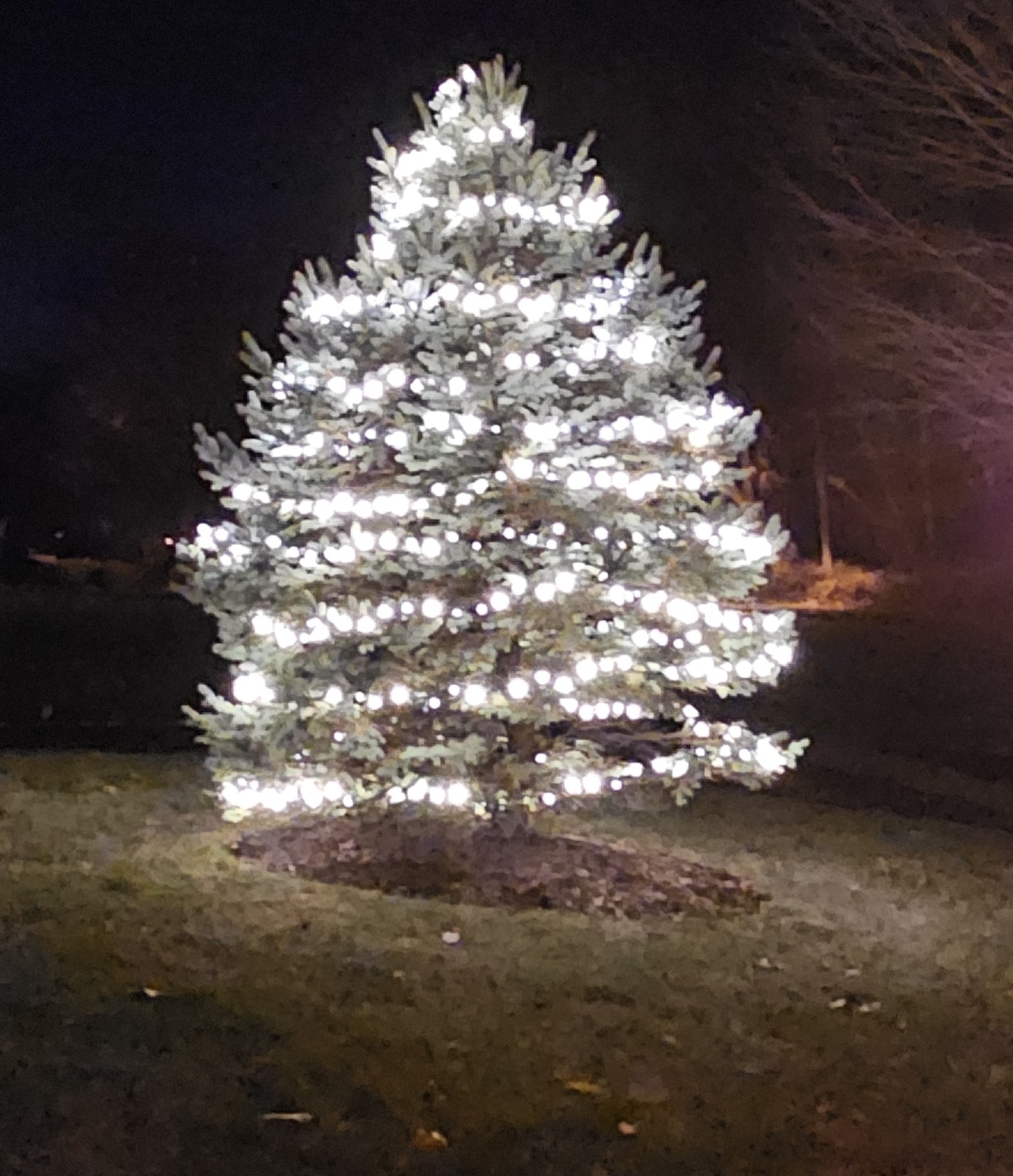 Bright white, pushed deep into the branches instead of draped over the outside. That's the difference between a tree that glows and one that just has lights on it.